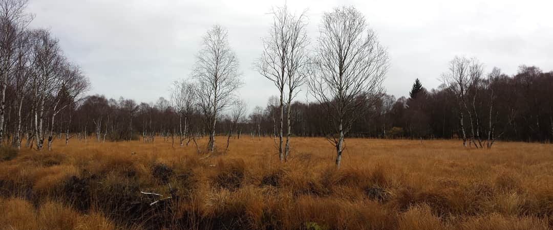 Panoramic peatland landscape in the High Fens at sunrise