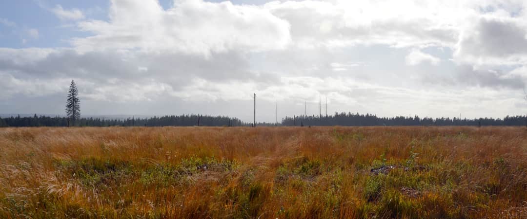 High Fens peatland landscape in the East Cantons of Belgium